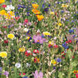 Summer flowers mixed seeds - Giveaways - 6502 - 2